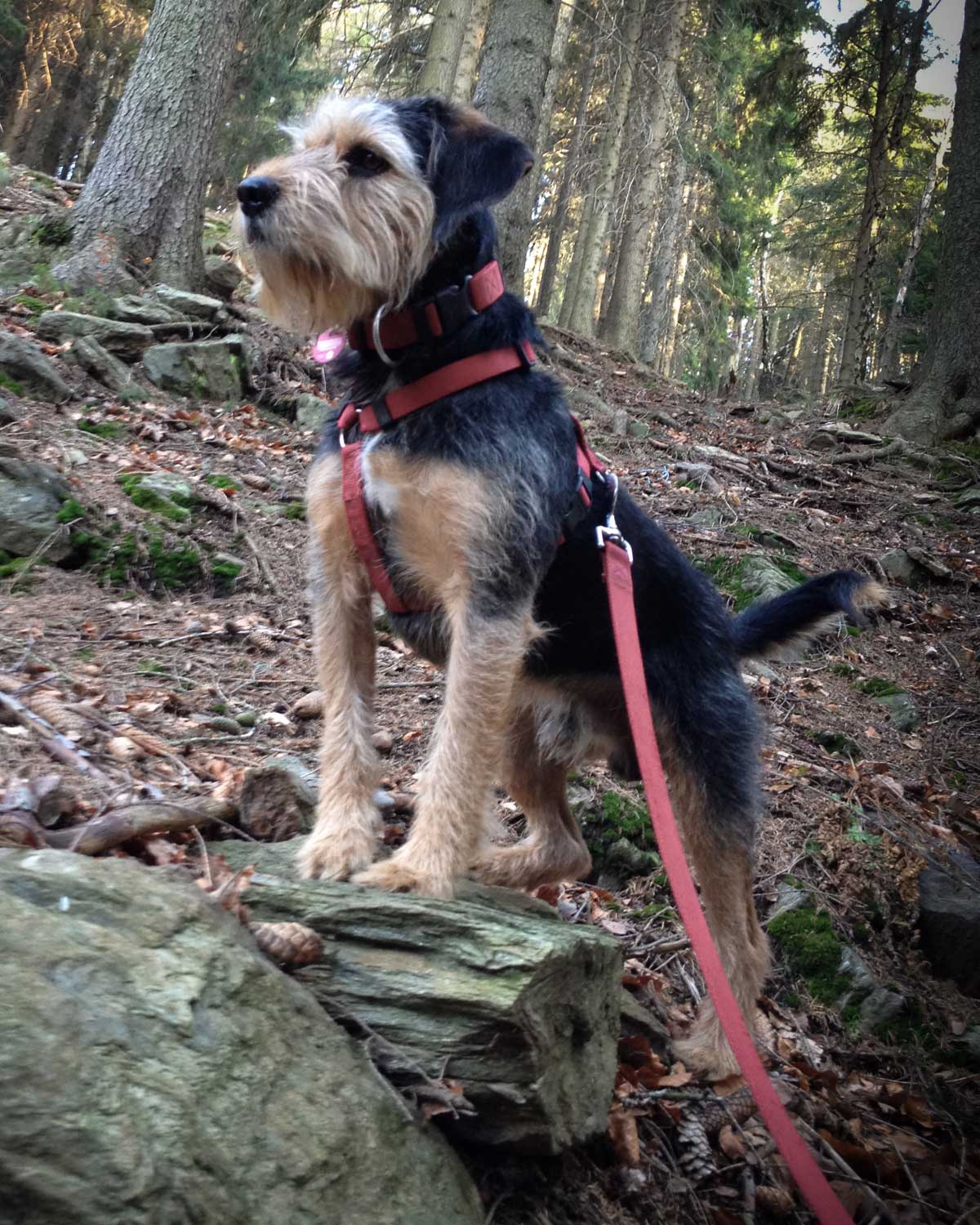 Achim standing attentively in an Ore Mountains forest